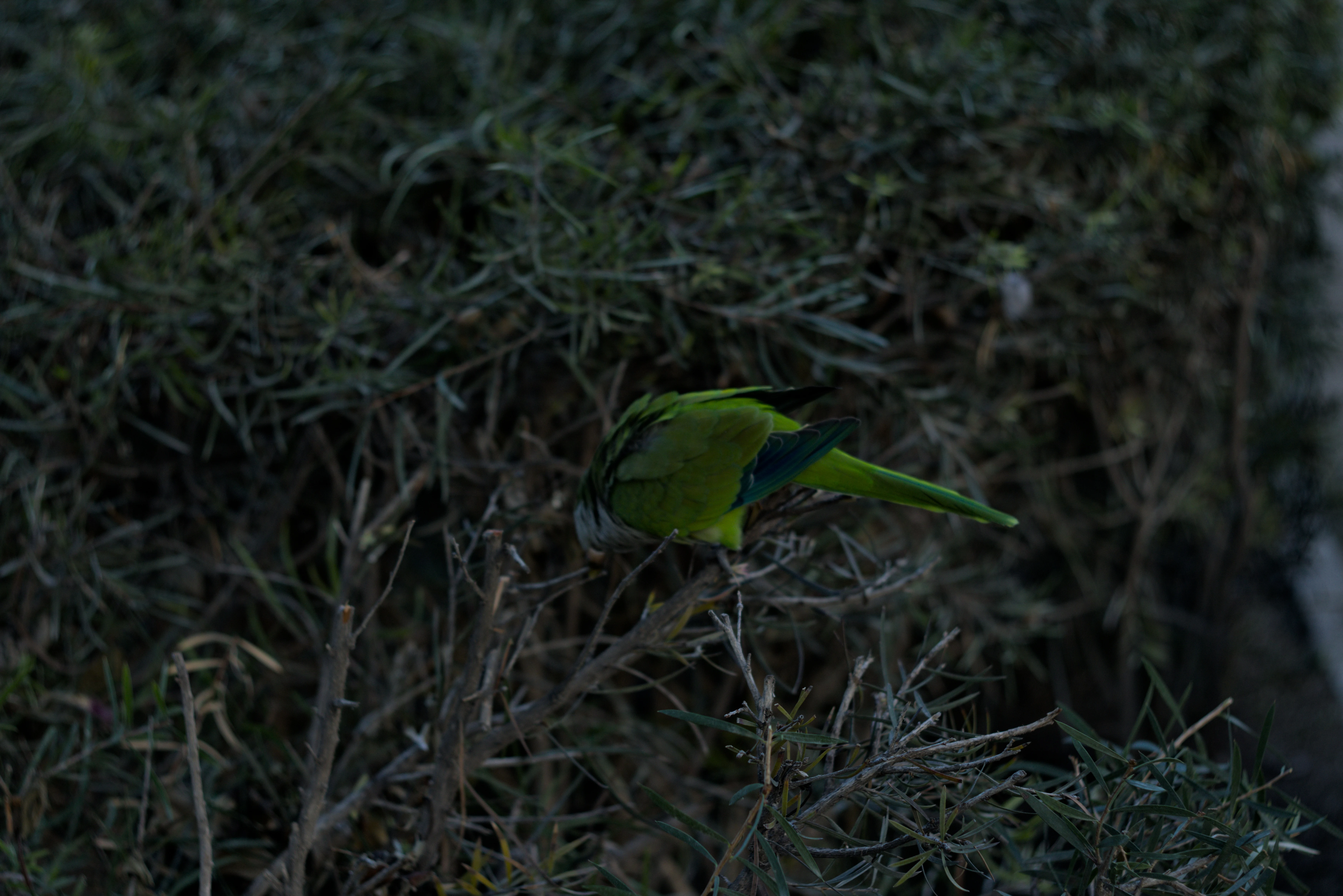 Zenith Helios-77M-4 1,850 (VOMZ) - _I4A2694.webp